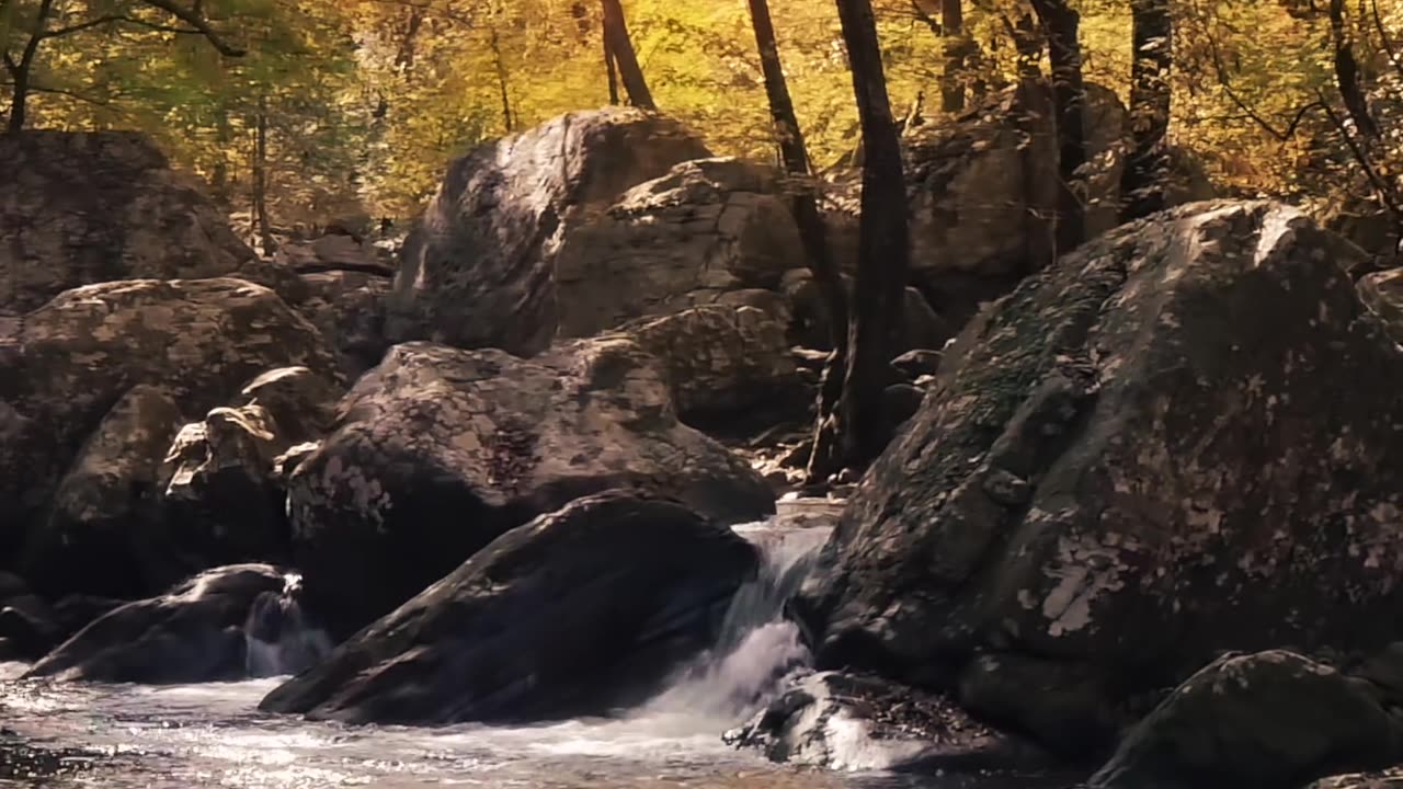 Rocky River in the Forest