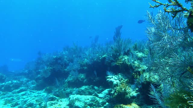 Key largo July 4 2021 - Dive 1 - Trimmed Only (Un Edited)