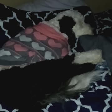 Look who I find laying in my bed!!