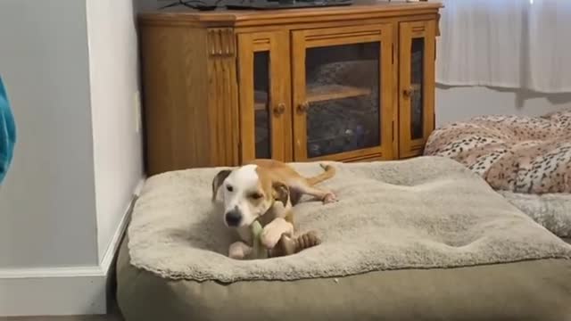 He may not have a lower jaw, but no one told him that. He “chews” bones just like any other dog.