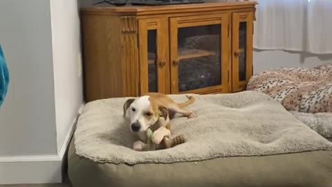 He may not have a lower jaw, but no one told him that. He “chews” bones just like any other dog.