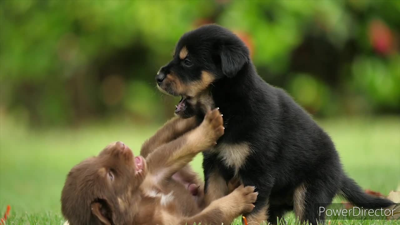 Cute puppies playing around in the park and the rest to know watch the vedio