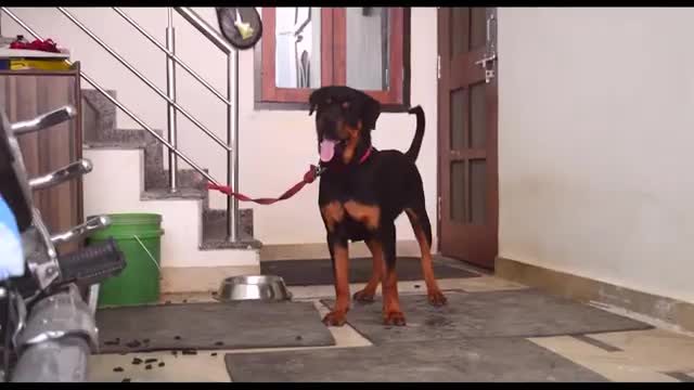 Dog singing tutorial