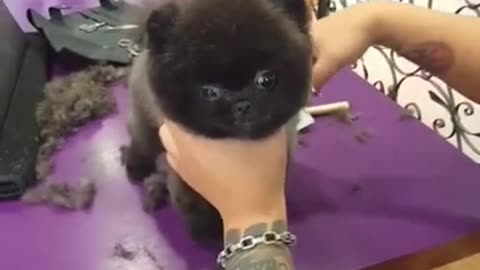 Baby Dogs Cute and Funny Dog Videos Puppy Dogs, cutting hair