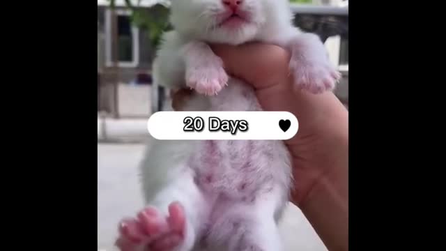 AWW SO CUTE! Cutest baby animals Videos Compilation Cute moment of the Animals - Cutest Animals