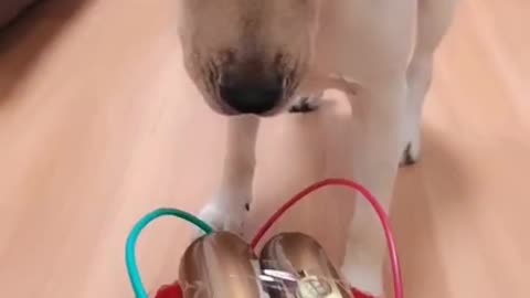 Retriever Got Scared When The Wire Of Fake Bomb Was Cut