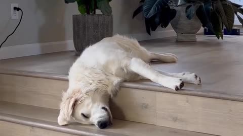 Sad animals prank videos funny animals 😃😂