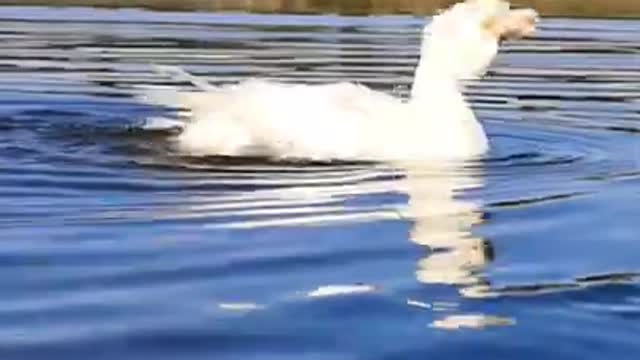 Duck is attacked from under the Water!