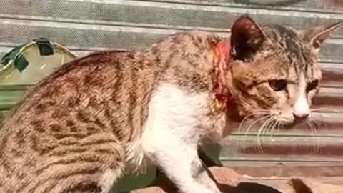 Cat cut comedy scenes