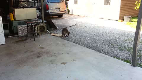 Raccoon Steals Cats' Food (Original)