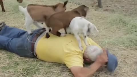 Why I Chose a Pet Goat Over a Puppy