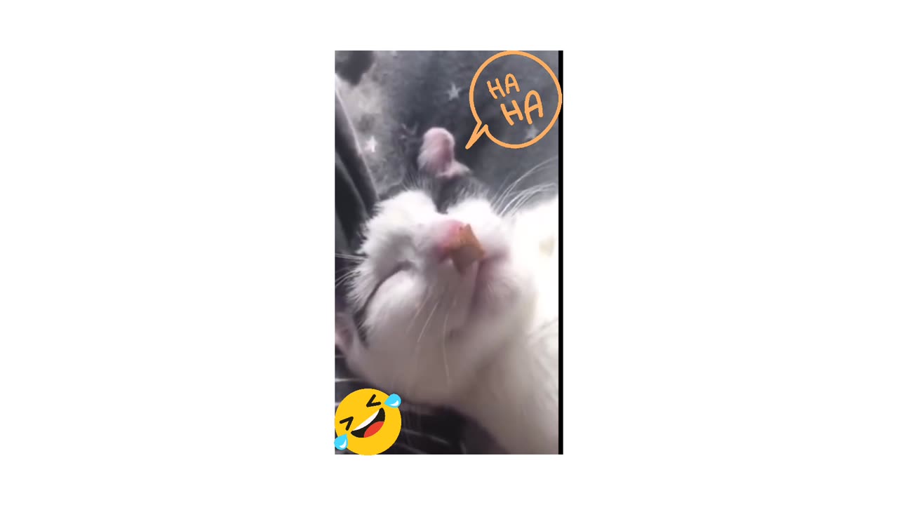 Funny animals video 😆 rumble videos 😄