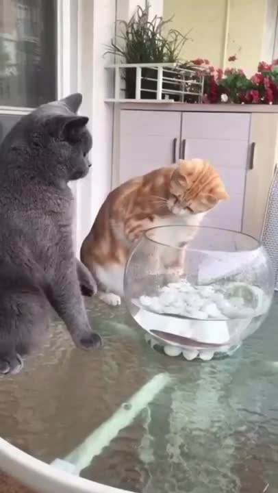 The best Funny Playing Cats and Dancing Kittens Compilation | Try not to laugh !