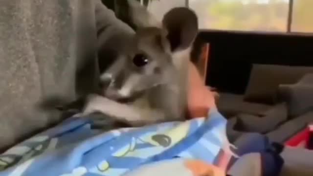 How cute is this baby kangaroo?