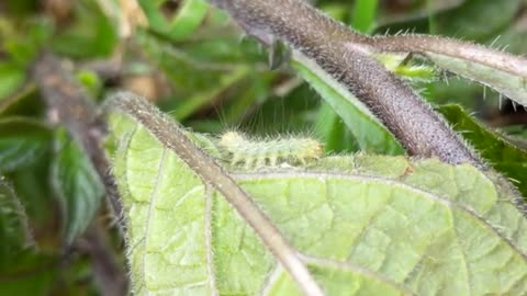 Garden Caterpillars, August 2020 🐛