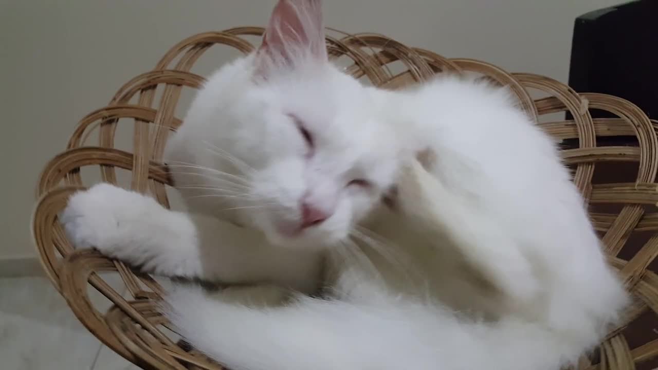 Cute white cat