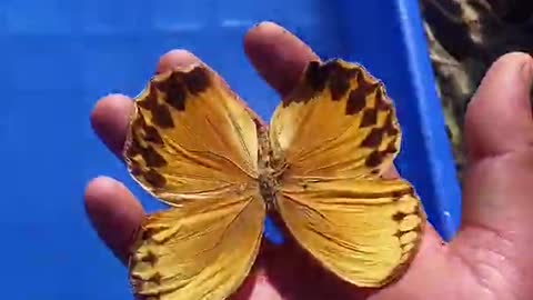 Beautiful animals