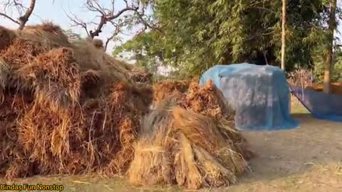Must watch chalak bhikhari bewkuf chor new funny comedy video 2023