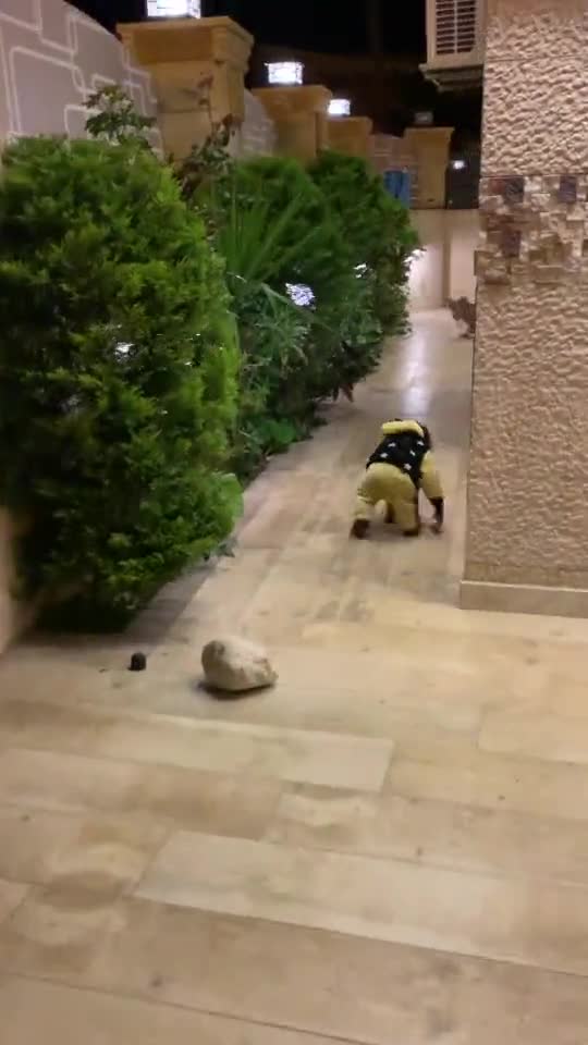 Death from laughter with animals # Laugh with the best funny and funny animal clips 2021 new