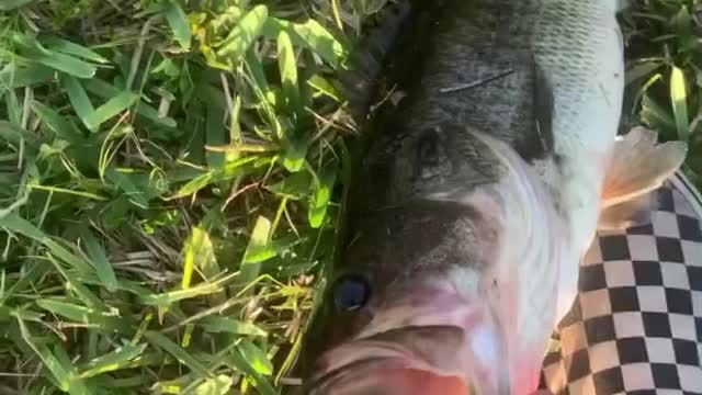 Bass me and my buddy have caught