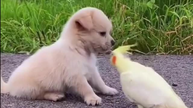 Little Dog & Parrot is The Best Friend