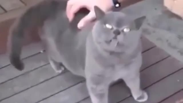 Funny Cats 😹 - Don't Try To Stop Laughing 🤣 - Funniest Cats Ever