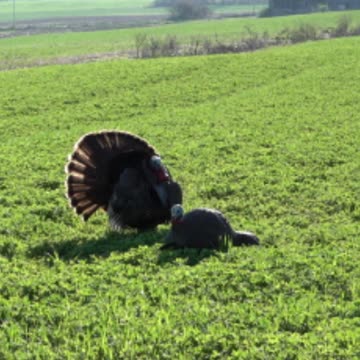 NY Turkey Smashed in the Face!