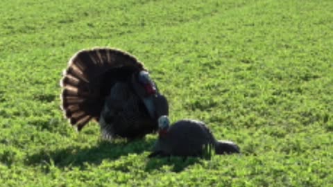 NY Turkey Smashed in the Face!