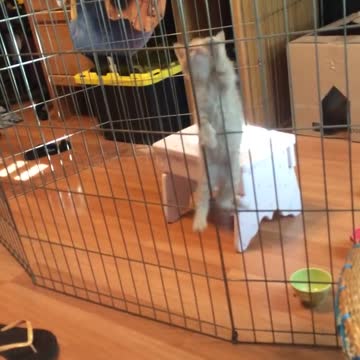 Escape de un gatito de su jaula captado en cámara