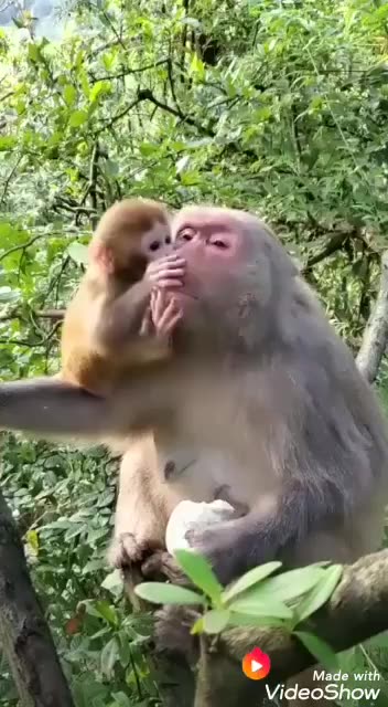 monkey and son