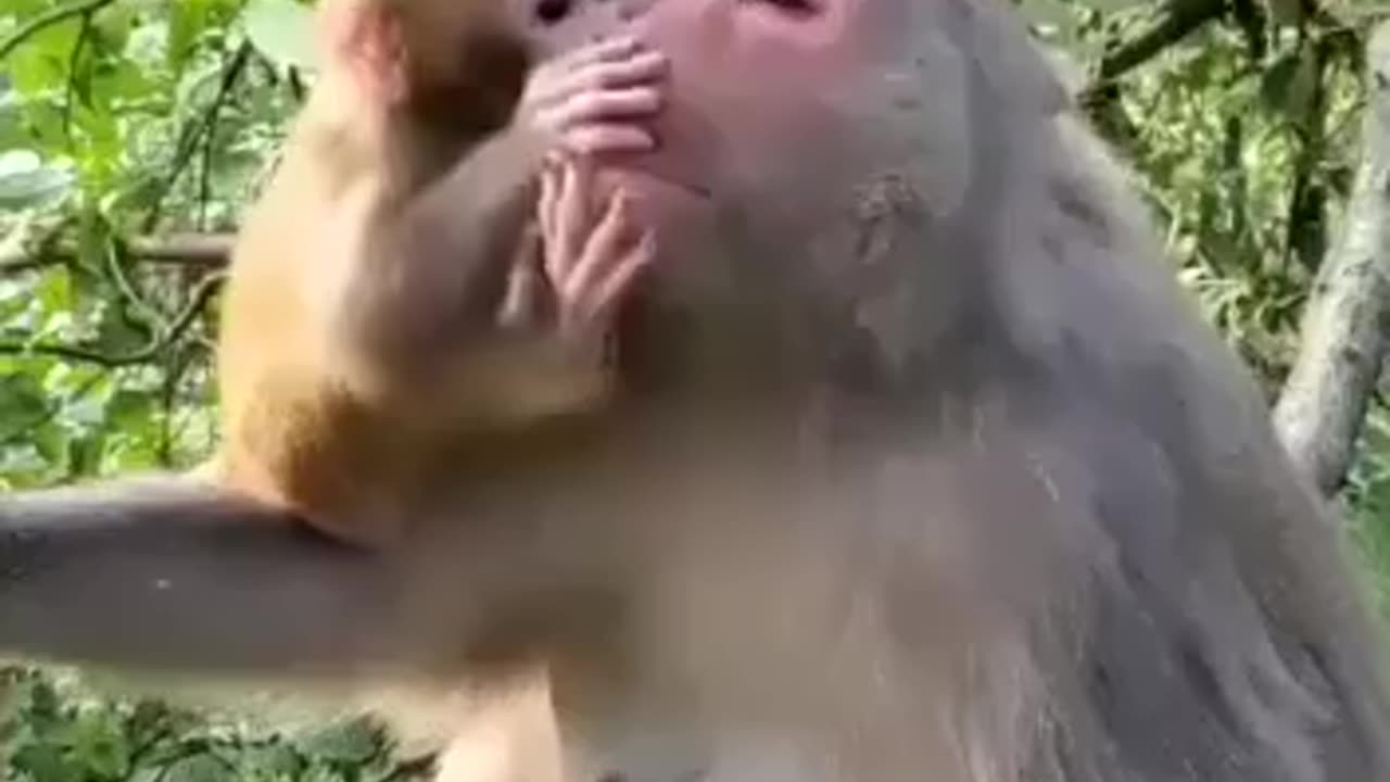 monkey and son