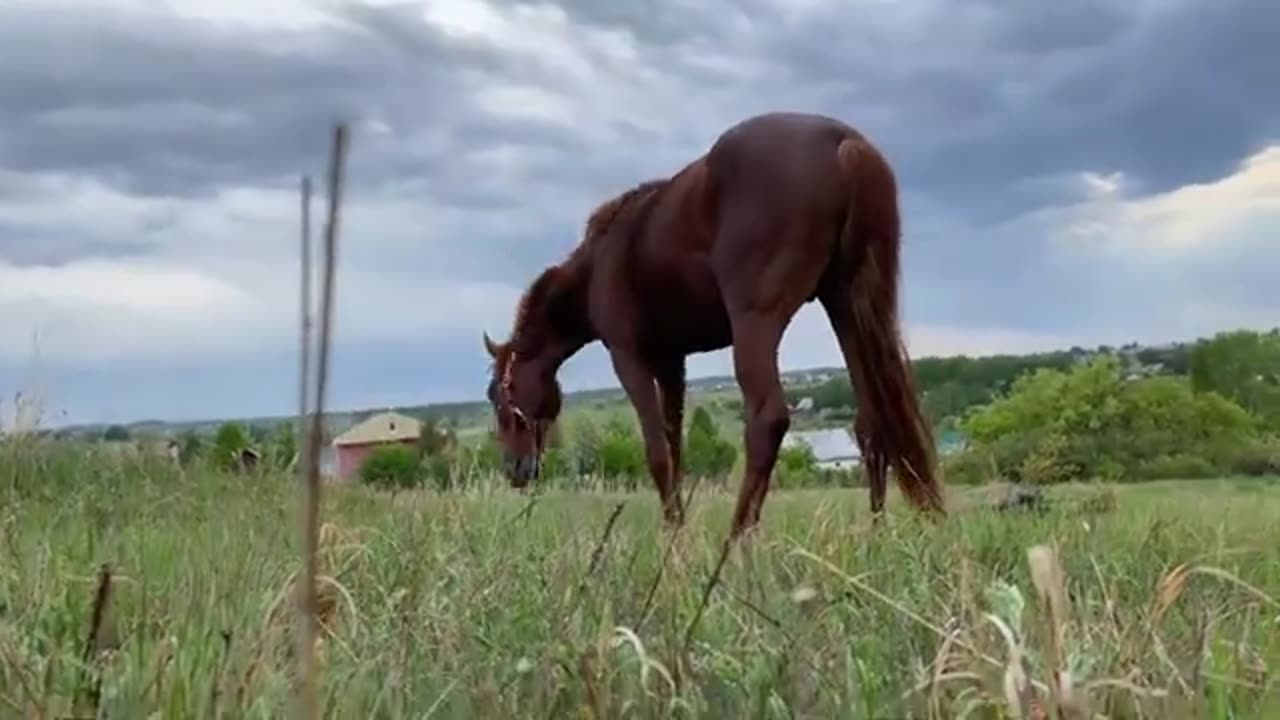 He took the horse. I went to the river to make tea on the fire. A young stallion walks.