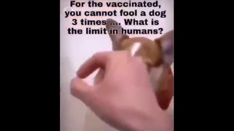 Is a dog smarter than half the world's population? Watch and see.