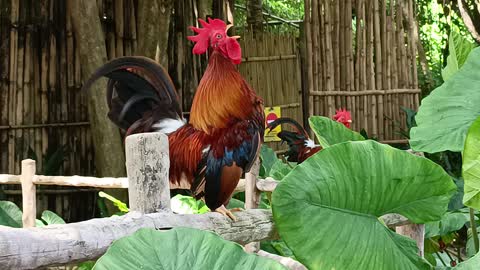 rooster crowing