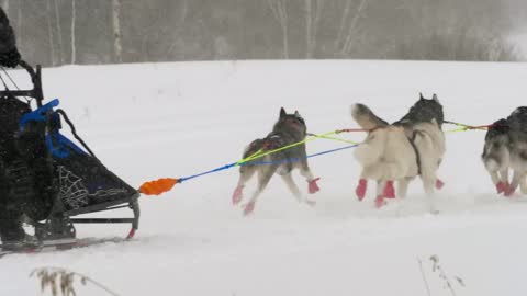 Team of husk sled dogs running in the snow.