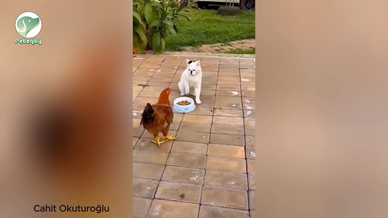 When a Cat and Duck Dine! 🐱🦆😂 #EpicFeastFails #UnlikelyFriends