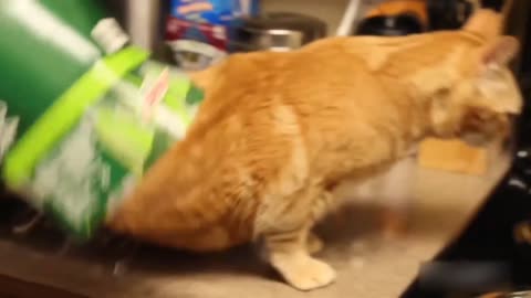 Cute Funny Fail Moment By Cat Captured on Camara