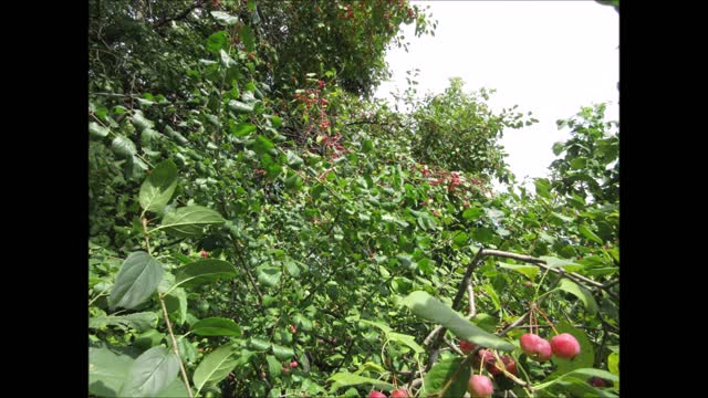 Crab Apple Joy Sept 2021