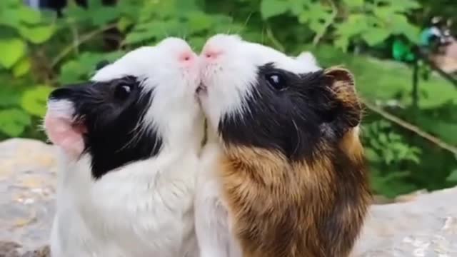 cute rabbit eating grass/ rabbitfarming