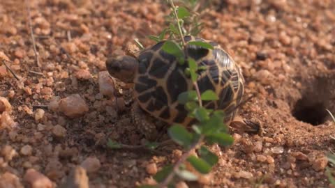 a very cute turtle walking in the desert