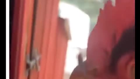 Funny Animal Videos