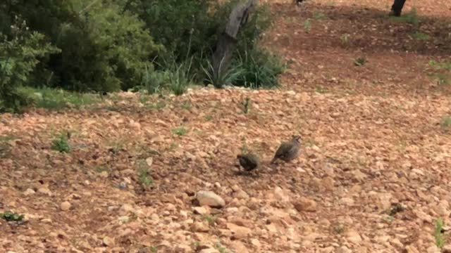 Couple Partridge birds amazing