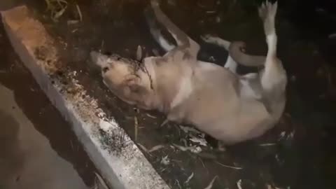 This is Iran, where dogs are being burned, kicked around, and poisoned to death on a regular basis