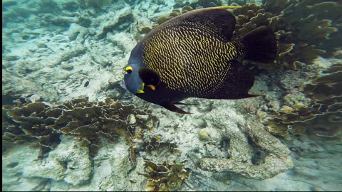 French Angelfish