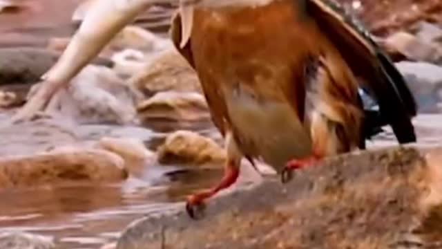 kingfisher fishing