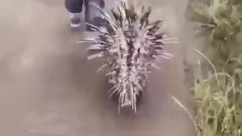 Best Funny Animal Videos of the year (2021)