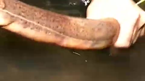 #Shorts​​​​​​​​​​​​ Unique Fishing 🧐 Catching Yellow Monster Eel Fish From Under Deep Mud #47