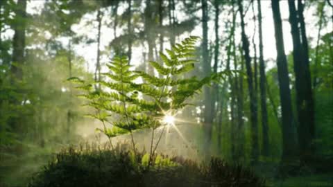 Beautiful and Soft Morning Sunrays