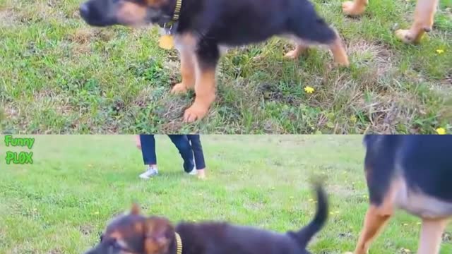 Rowdy Baby Cat and dog singing