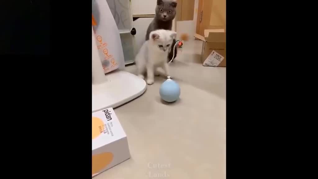 funny cat #pet #cat #funny #funnycat